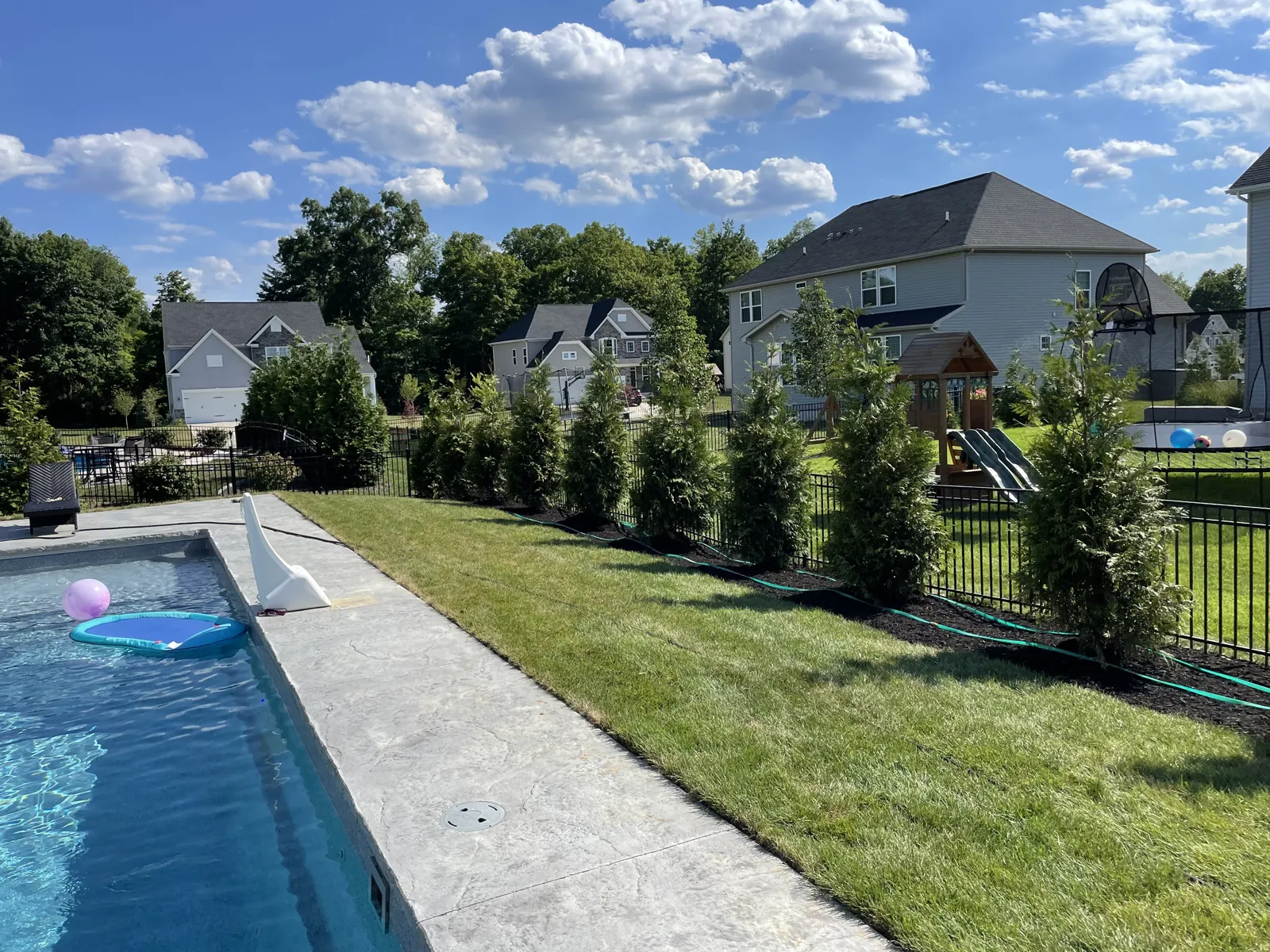 Evergreen privacy screen along the pool fence